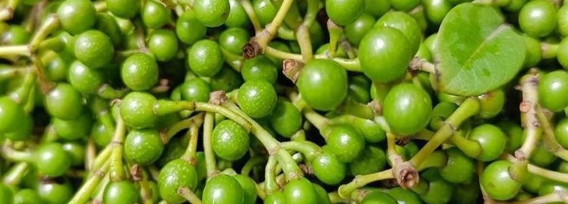 Litsea Cubeba