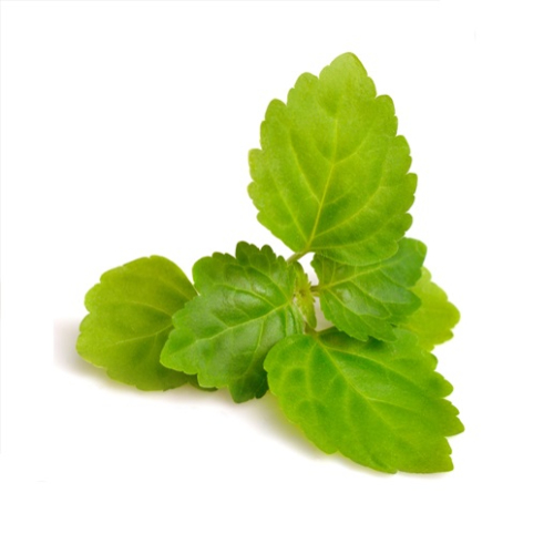 Patchouli Oil