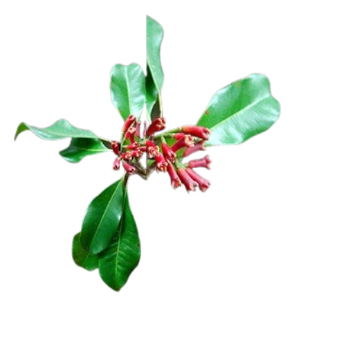 Clove Leaf Oil