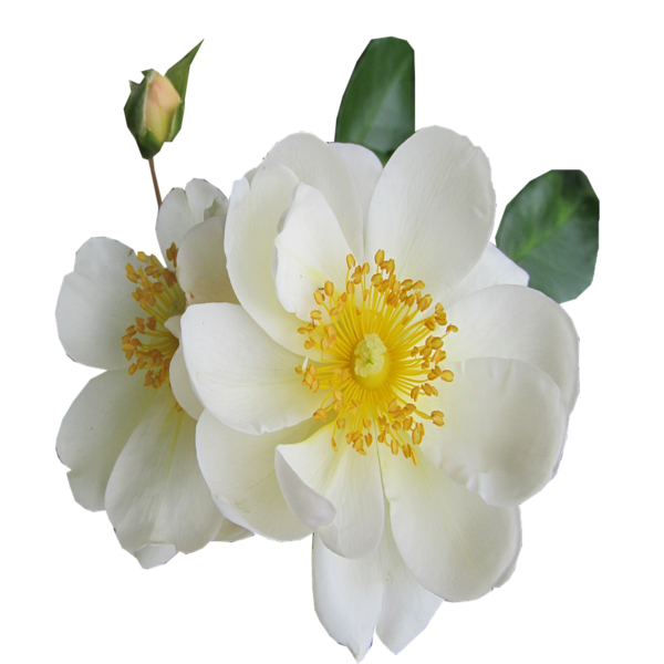 Camellia Oil