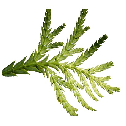Siam Wood Oil