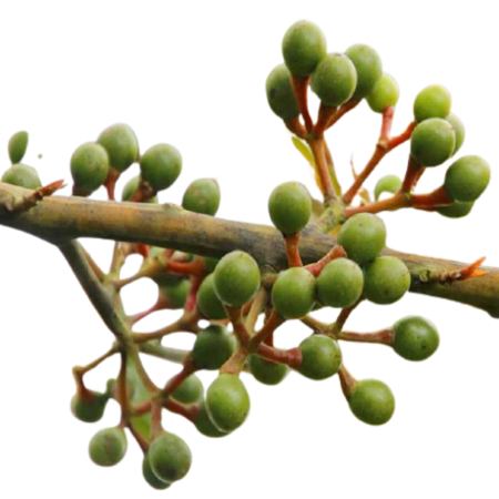 Litsea Cubeba Oil